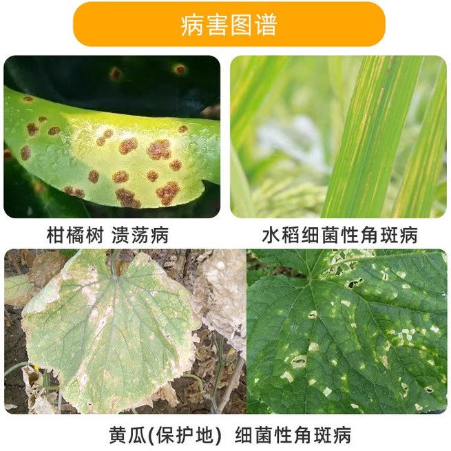 农技科普：脐橙夏季单用噻唑锌防病护果